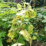 Lunaria annuaHabit