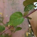 Aristotelia chilensis Fuelha