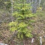 Abies sibirica Froito