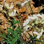 Astragalus australis Floro