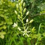 Ornithogalum pyramidale 花