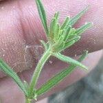 Misopates orontium 葉