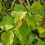 Toxicodendron radicans Ліст