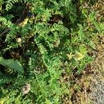 Astragalus sempervirens Цвят