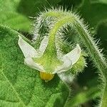 Solanum villosum Blomma