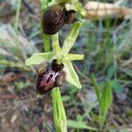 Ophrys passionis SennenFlor