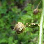 Verbascum blattaria Fruit