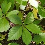 Parthenocissus quinquefoliaLehti