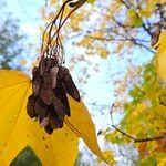 Acer cappadocicum Frucht