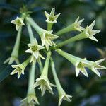 Cestrum parqui Flower