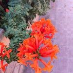 Tecomaria capensis Flower