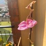 Dendrobium bigibbum Цвят
