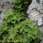 Gymnocarpium robertianum Hoja