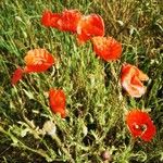 Papaver rhoeas عادت