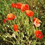 Papaver rhoeas Хабит