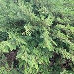 Indigofera suffruticosa ശീലം