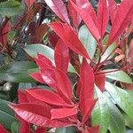 Photinia fraseri Blad