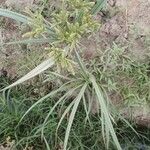 Cyperus alopecuroides Folha