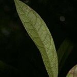Aniba guianensis Лист