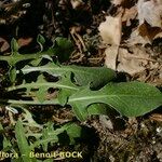 Centaurea jordaniana 形態