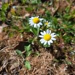 Bellis annuaFloare