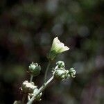 Pavonia paludicola Blomst