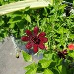 Cosmos atrosanguineus Õis