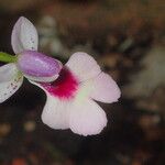 Cynorkis purpurascens Virág