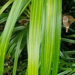 Pandanus pygmaeus Hoja