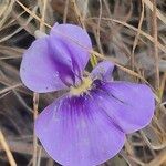 Vigna frutescens Blüte