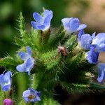 Anchusa arvensis Bloem