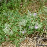 Phacelia cryptantha অভ্যাস