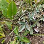 Potentilla gracilis List