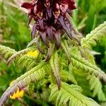 Pedicularis recutita Flor