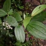 Miconia rubescens List