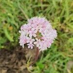 Valeriana tuberosa Blomst