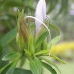 Barleria observatrix Other