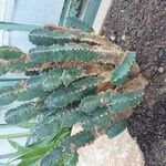 Euphorbia resinifera Libunga