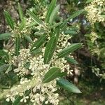 Olea europaea Flower