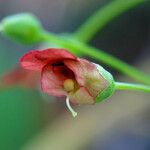 Scrophularia marilandica Floare