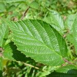 Rubus praticolor Outro