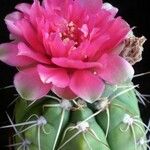 Gymnocalycium denudatum പുഷ്പം