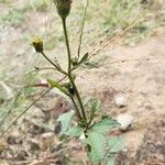 Bidens pilosa花