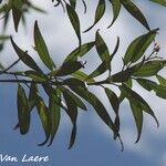 Tetrazygia angustifolia