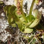 Botrychium lunaria 葉
