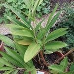 Alpinia officinarum Leaf