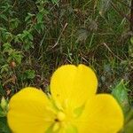 Ludwigia bonariensis Flor