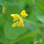 Medicago arabica花