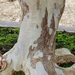 Plinia cauliflora Кора