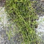 Galium divaricatum 形態